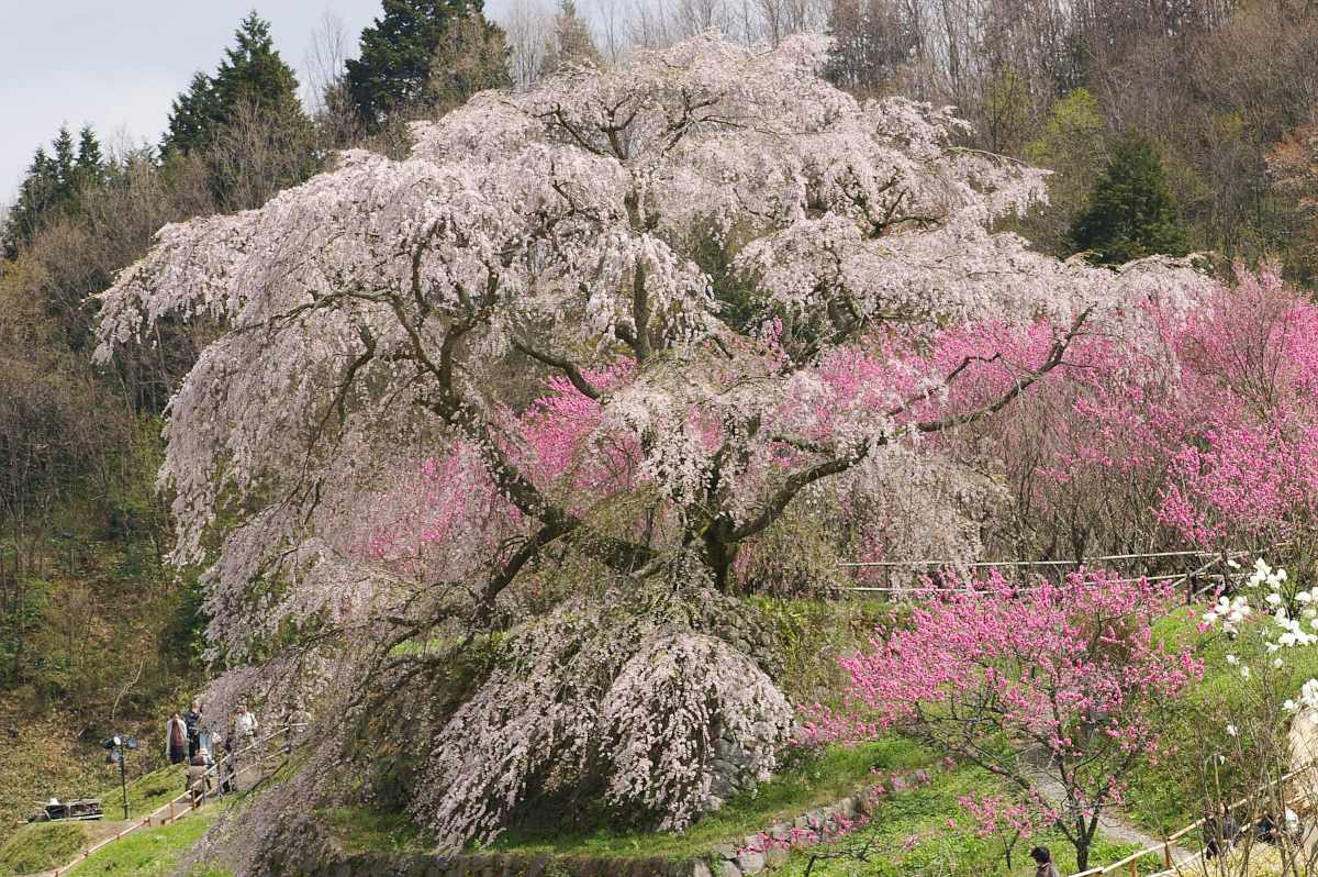 又兵衛桜　奈良県大宇陀