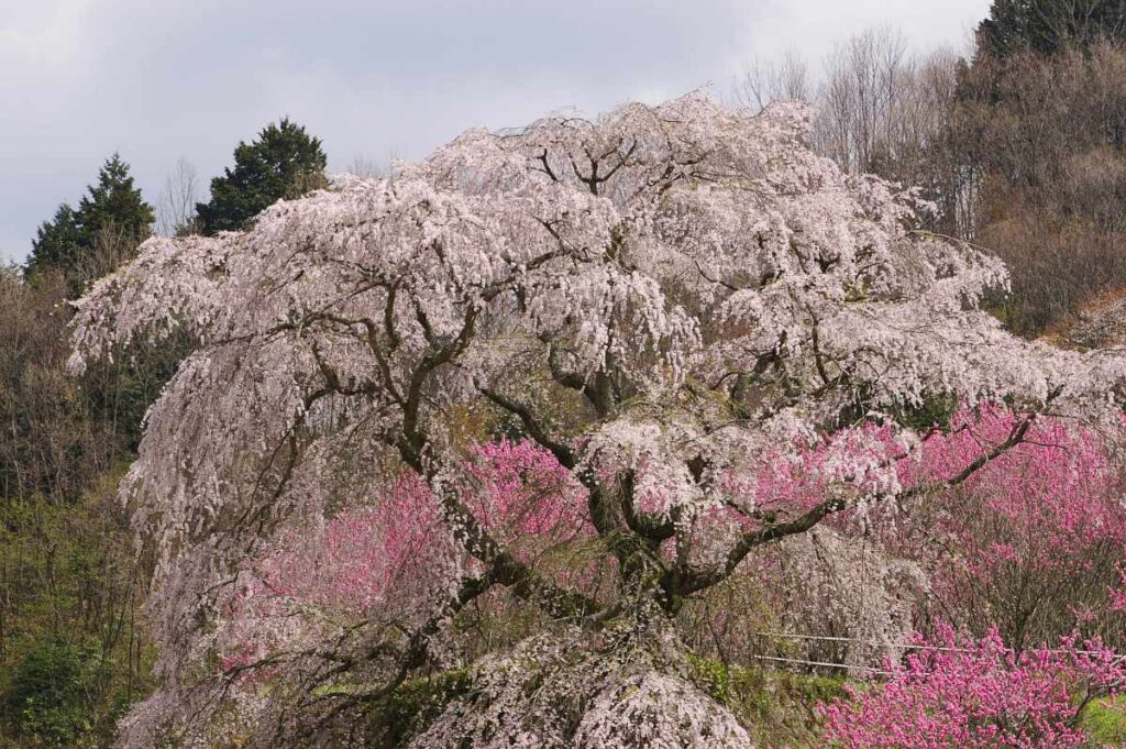 又兵衛桜　奈良県大宇陀