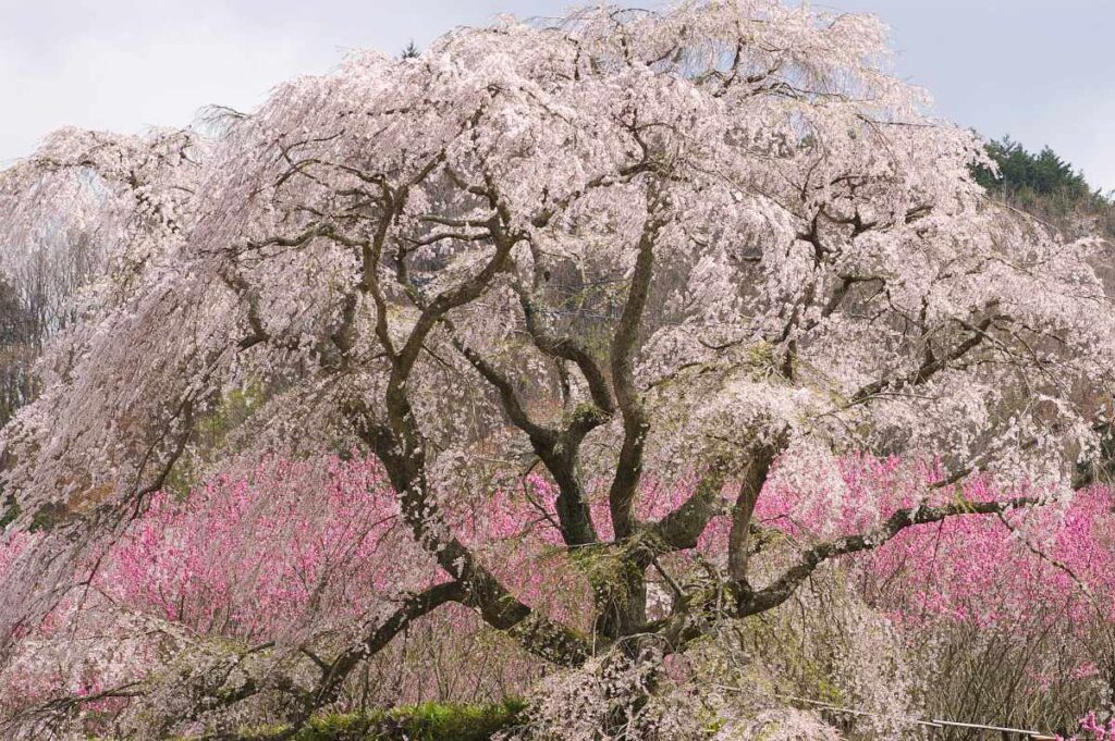 又兵衛桜　奈良県大宇陀