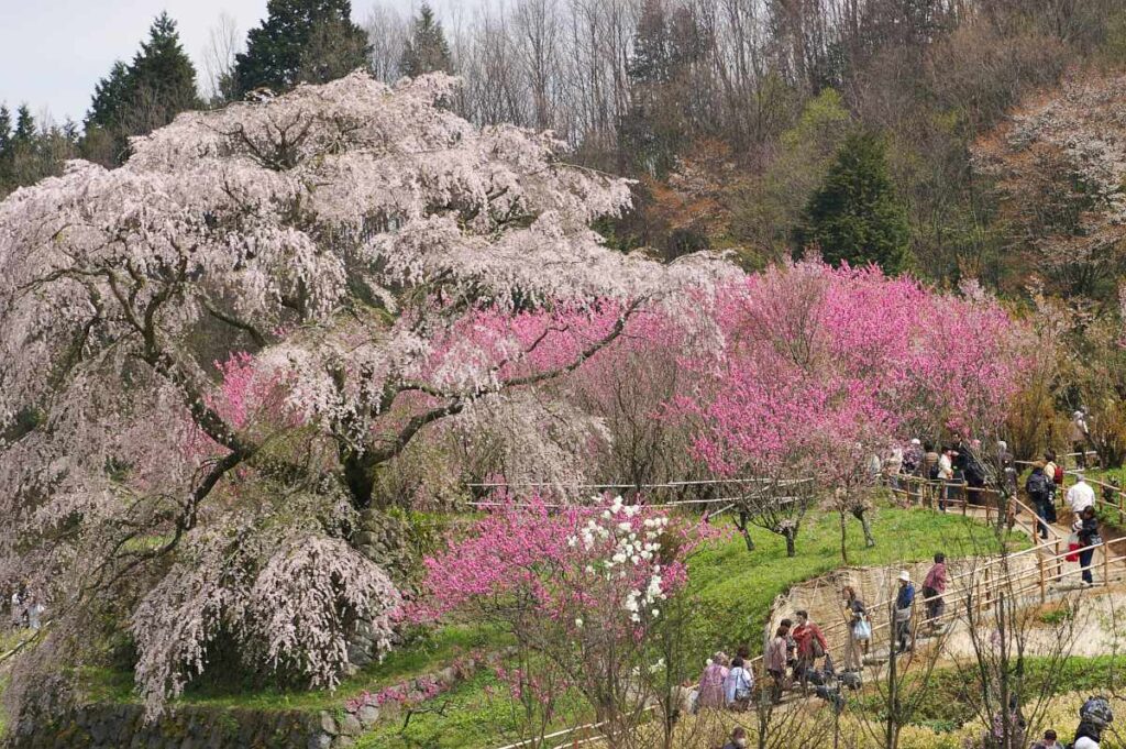 又兵衛桜　奈良県大宇陀