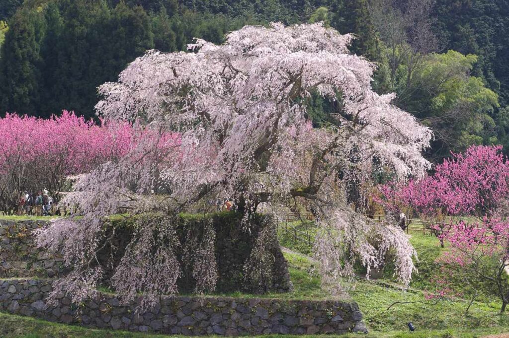 又兵衛桜　奈良県大宇陀