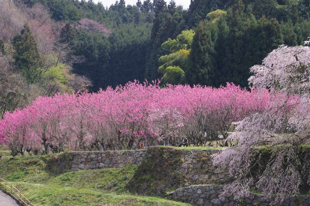 又兵衛桜　奈良県大宇陀