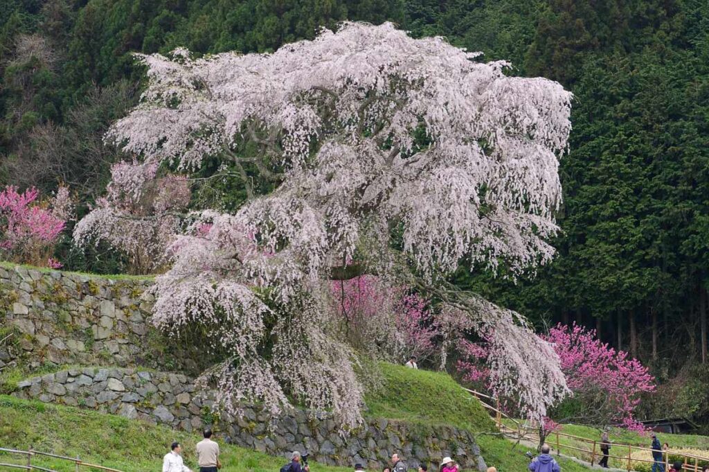 又兵衛桜　奈良県大宇陀