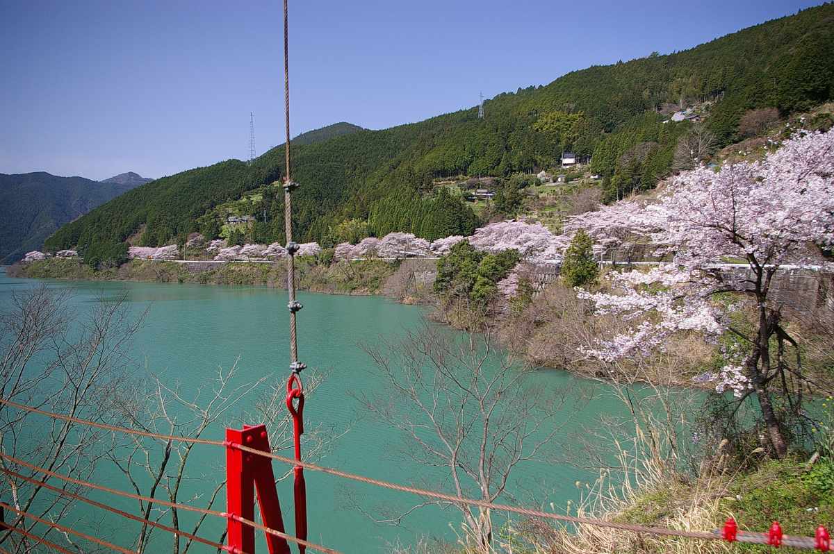 有田川・二川湖畔の桜