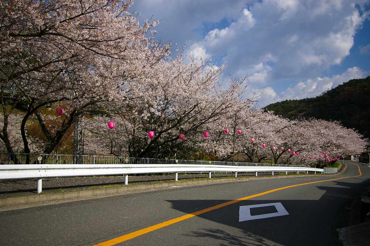 山中渓の桜