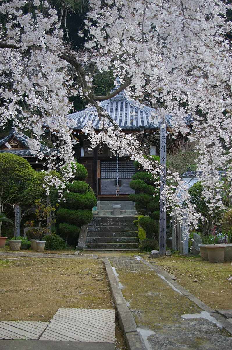 山中渓の桜