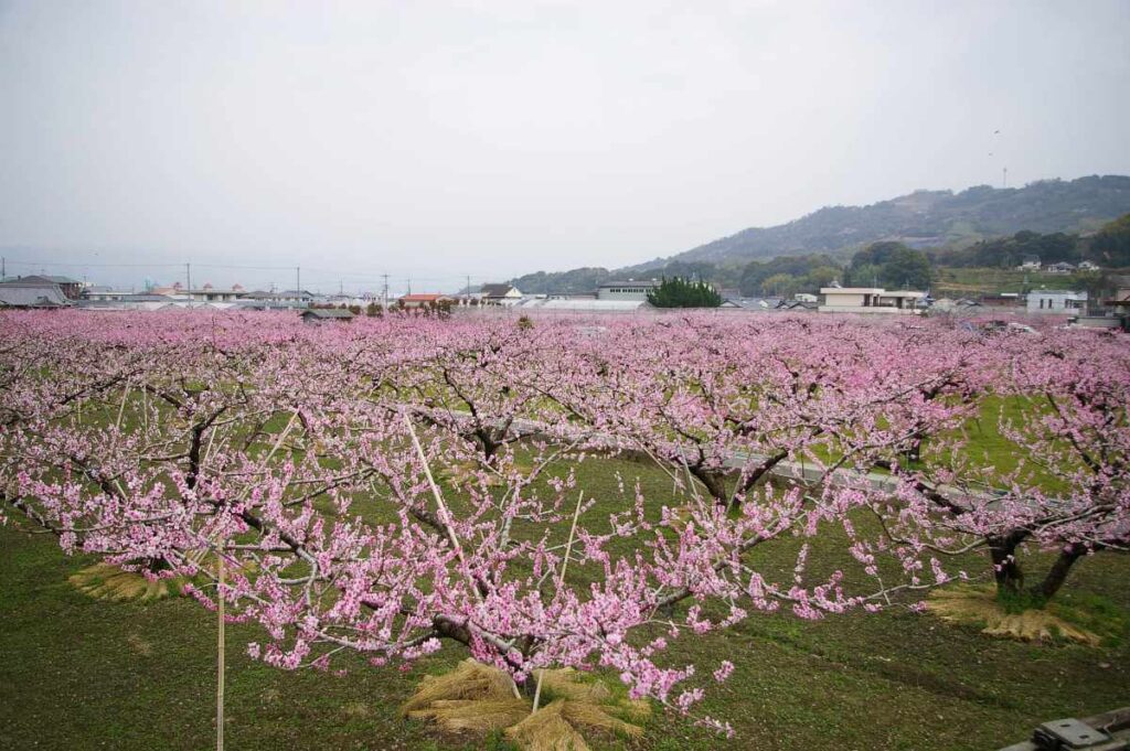 桃山町の桃の花