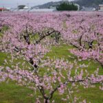 桃山町の桃の花