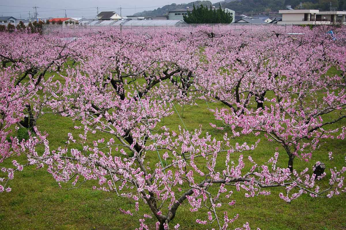 桃山町の桃の花