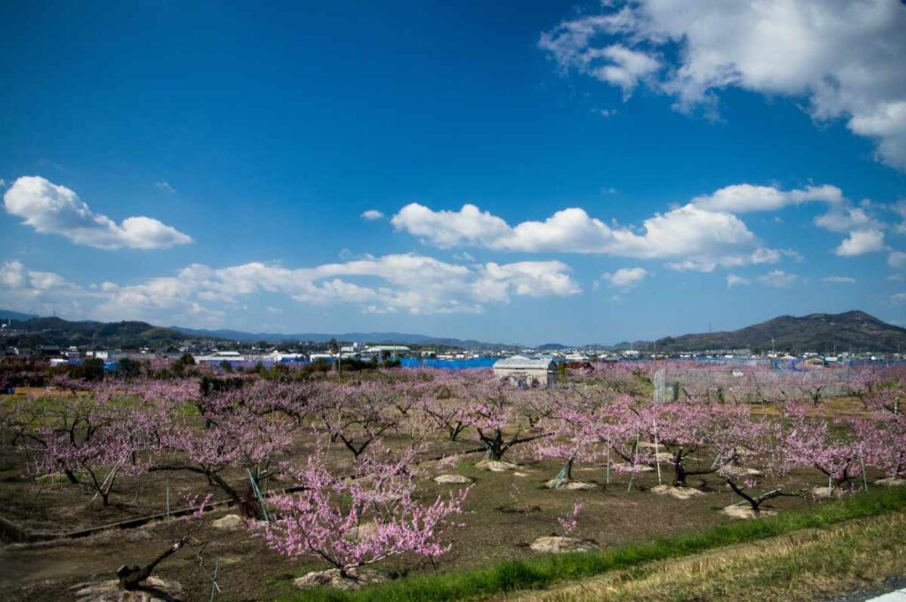 紀ノ川沿い