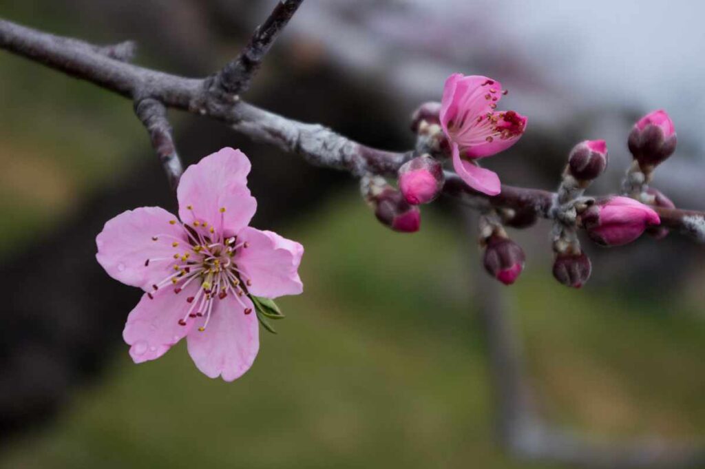 桃の花