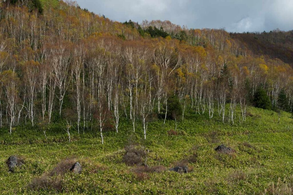 志賀高原、山田牧場周辺