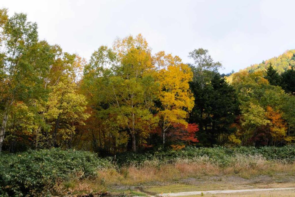 志賀高原、山田牧場周辺