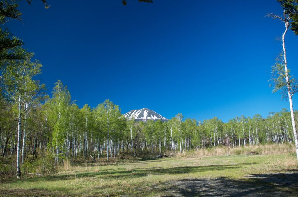 日和田高原より望む御嶽山と白樺林の写真画像