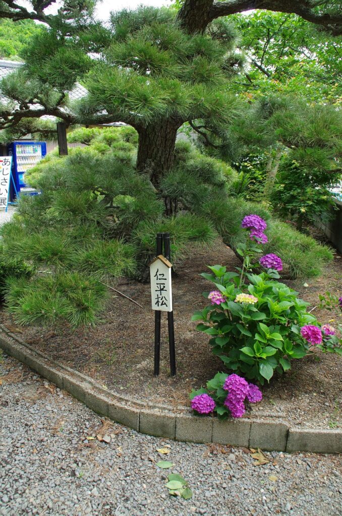 有田市-仁平寺の紫陽花(アジサイ)