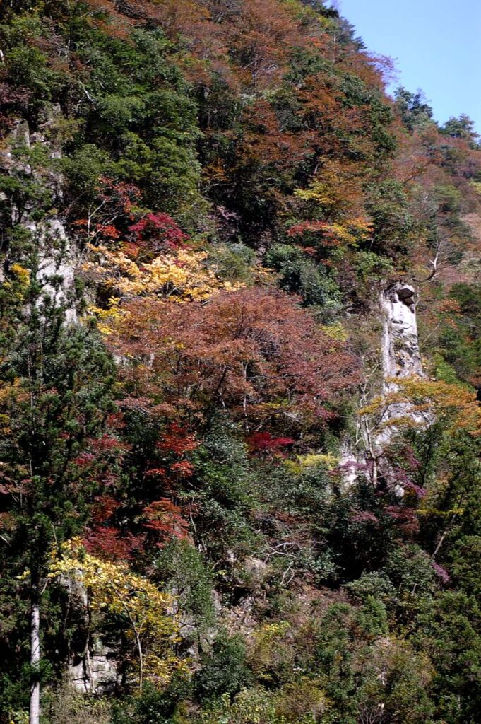 曽爾村　紅葉