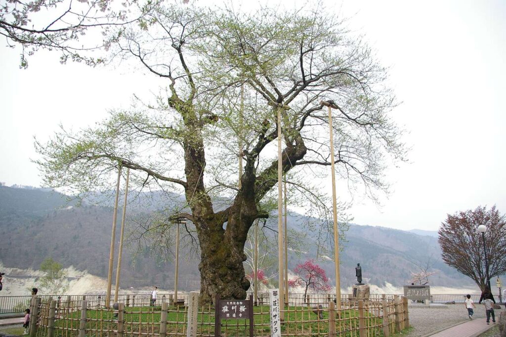 荘川桜