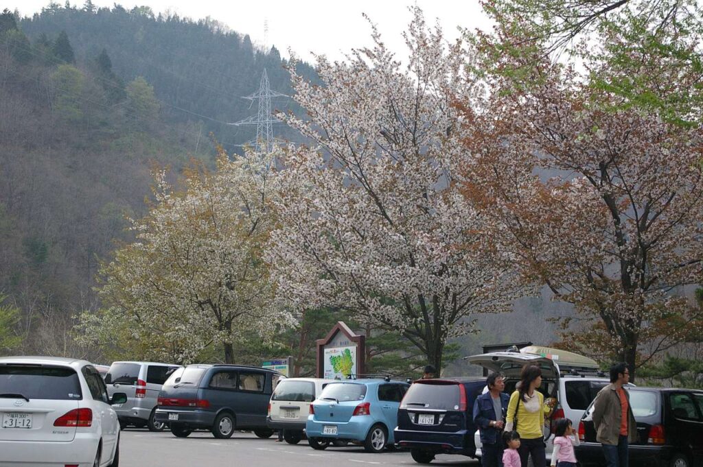 荘川桜