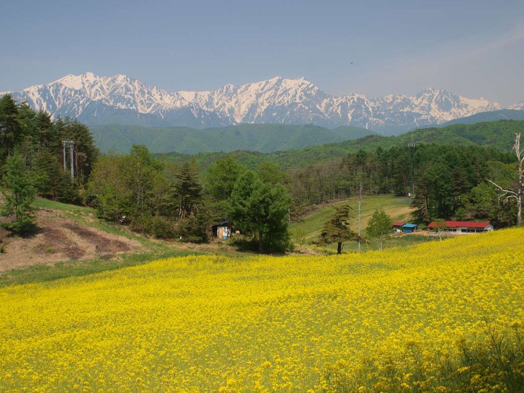 中山高原の広大な菜の花畑と北アルプスの写真画像