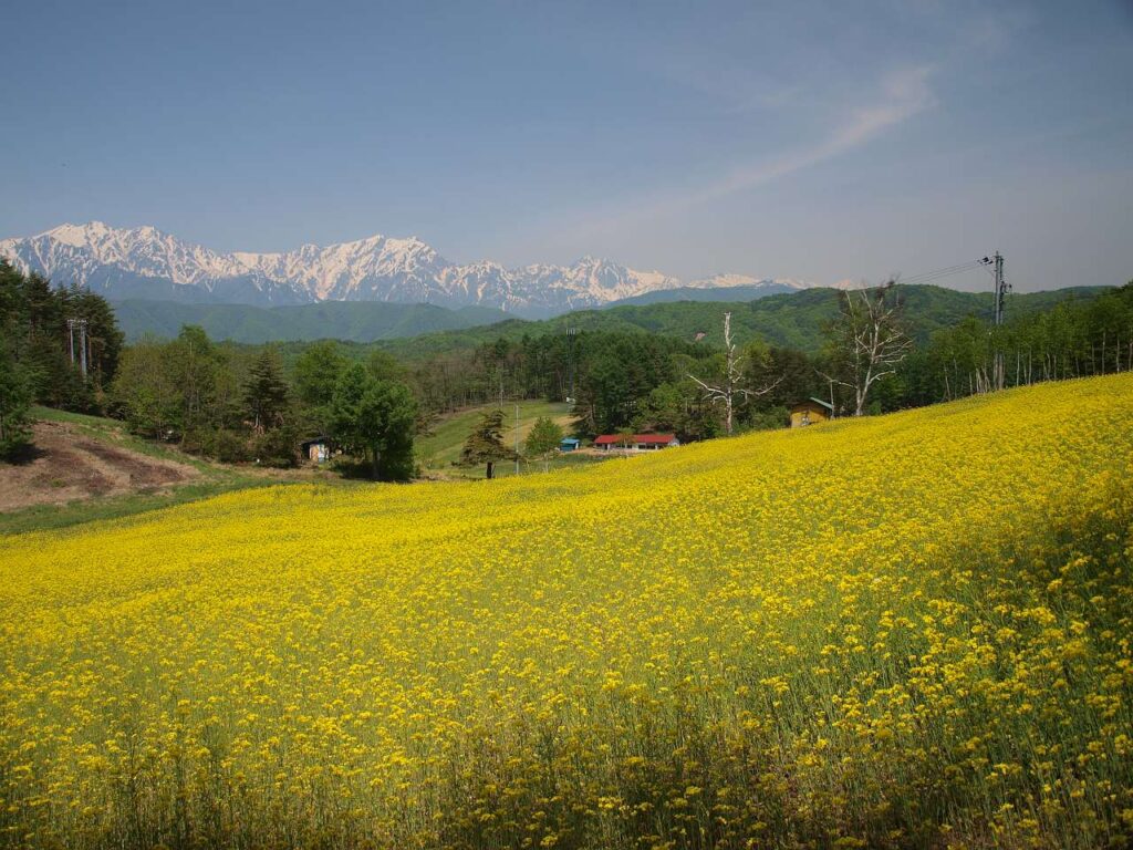 中山高原の広大な菜の花畑と北アルプスの写真画像