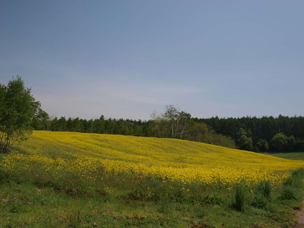 中山高原の菜の花畑の写真画像