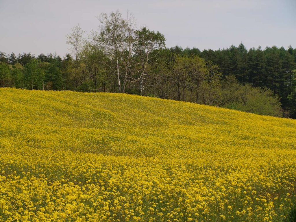 中山高原の菜の花畑の写真画像