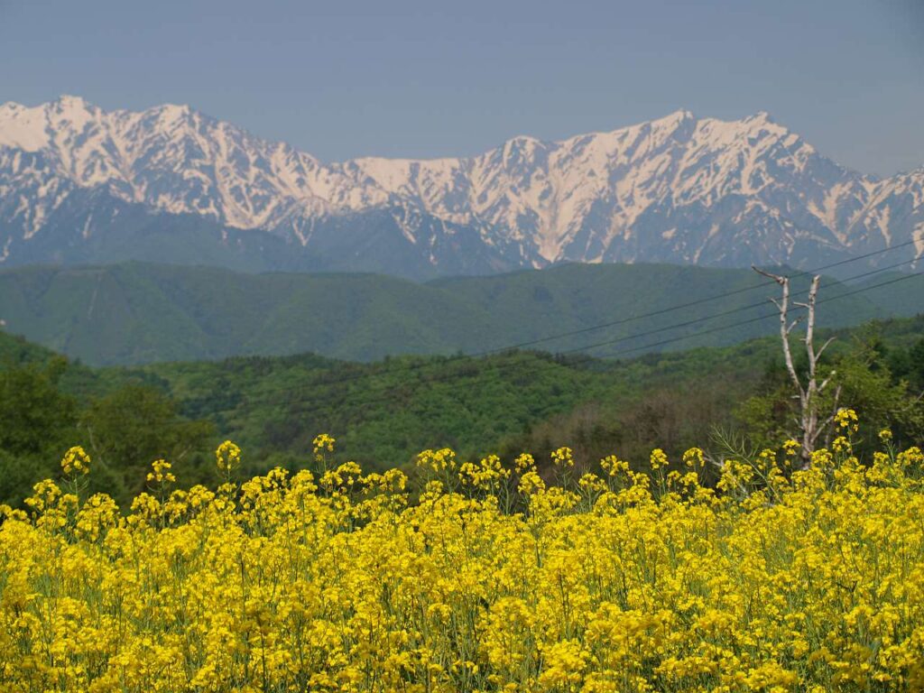 北アルプスと中山高原の菜の花畑の写真画像