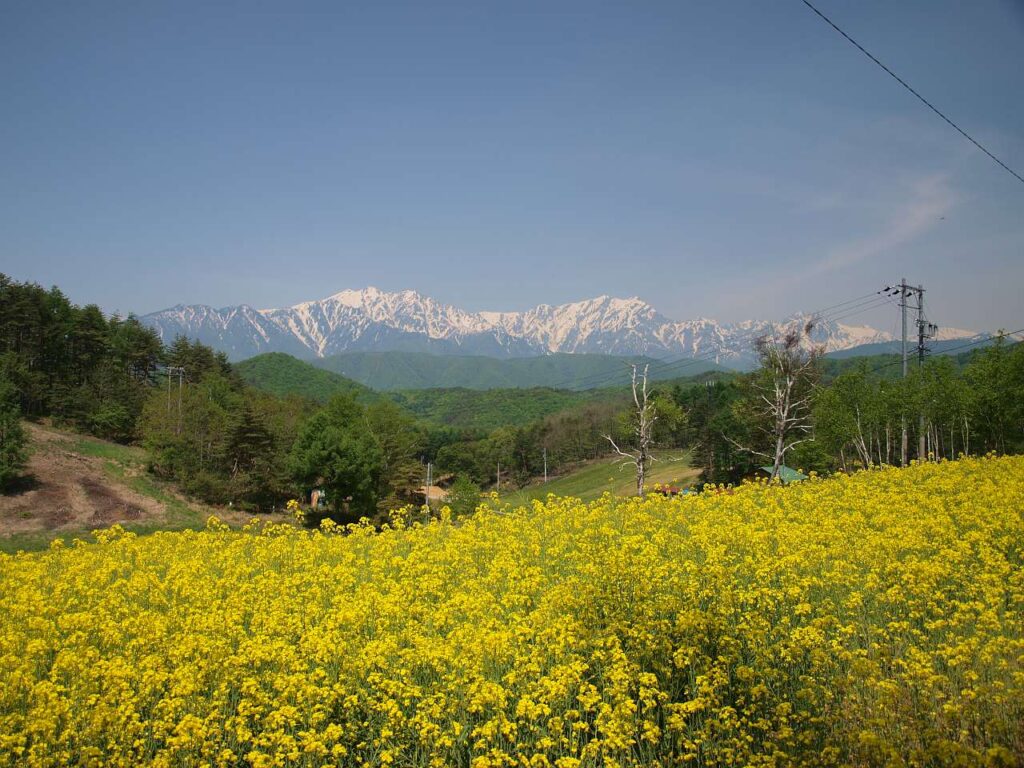 北アルプスと中山高原の菜の花畑の写真画像