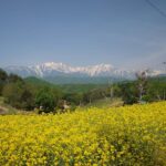 信濃大町　菜の花