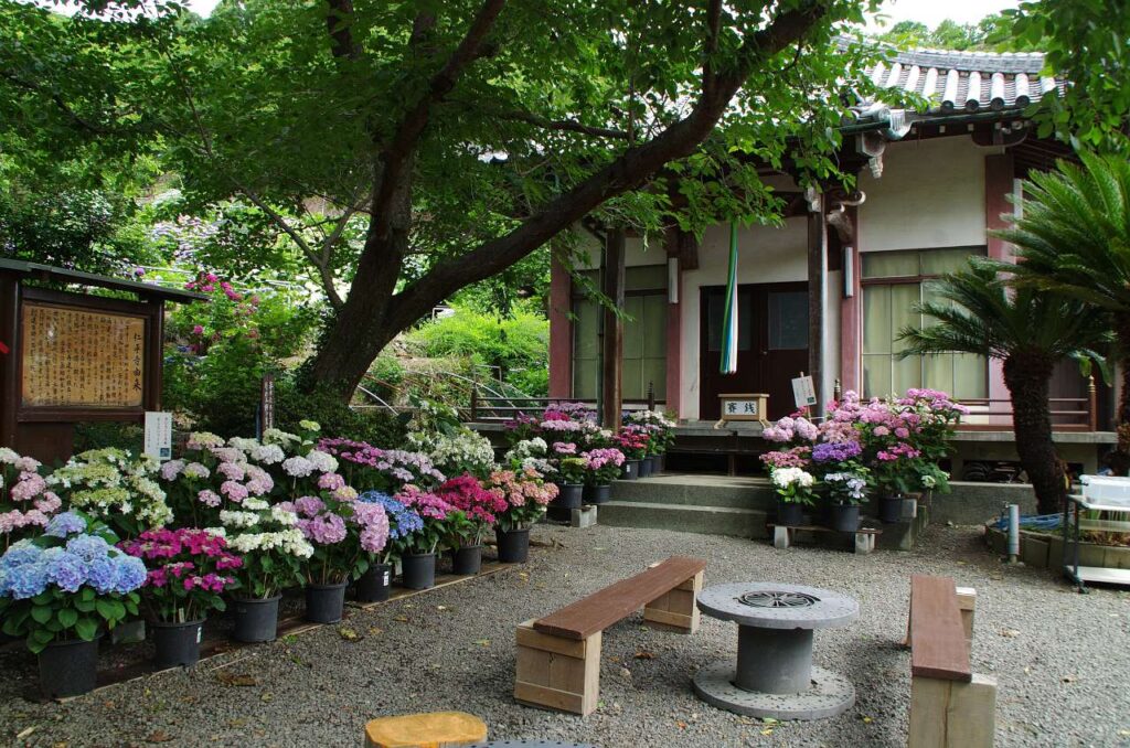 有田市-仁平寺の紫陽花(アジサイ)の写真画像