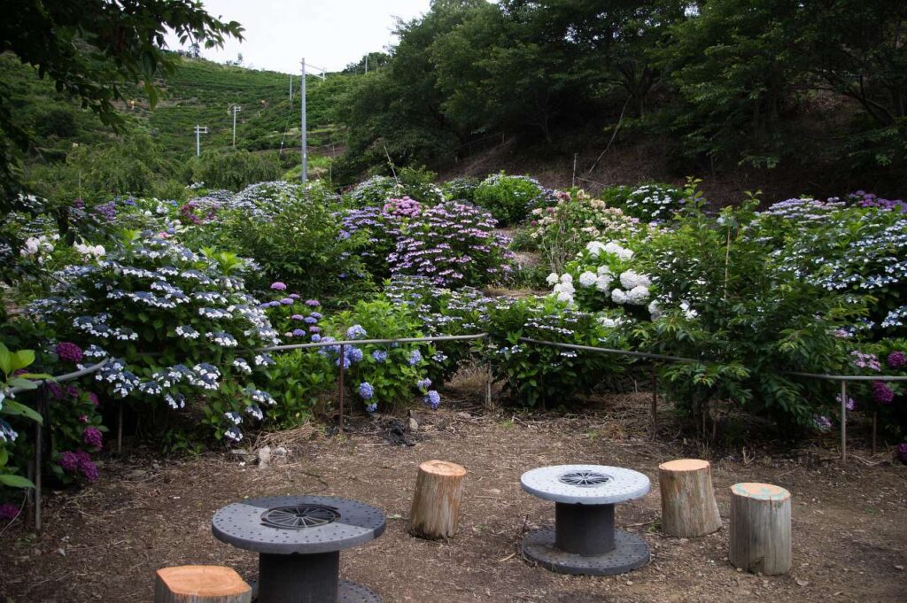 有田市-仁平寺の紫陽花(アジサイ)の写真画像