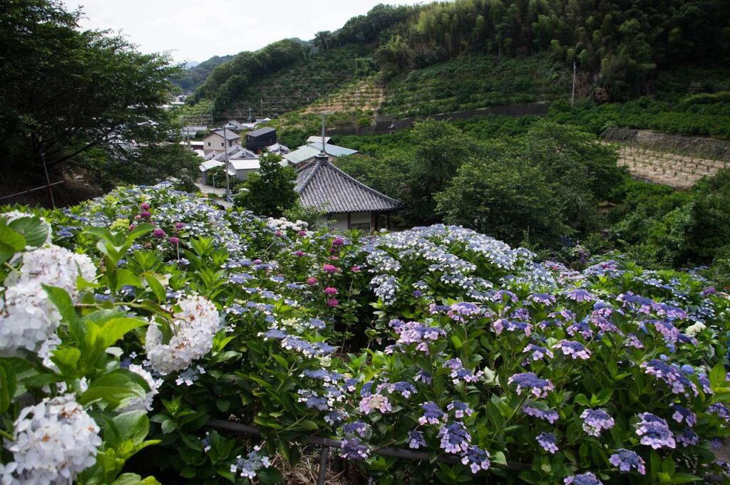 有田市-仁平寺の紫陽花(アジサイ)の写真画像