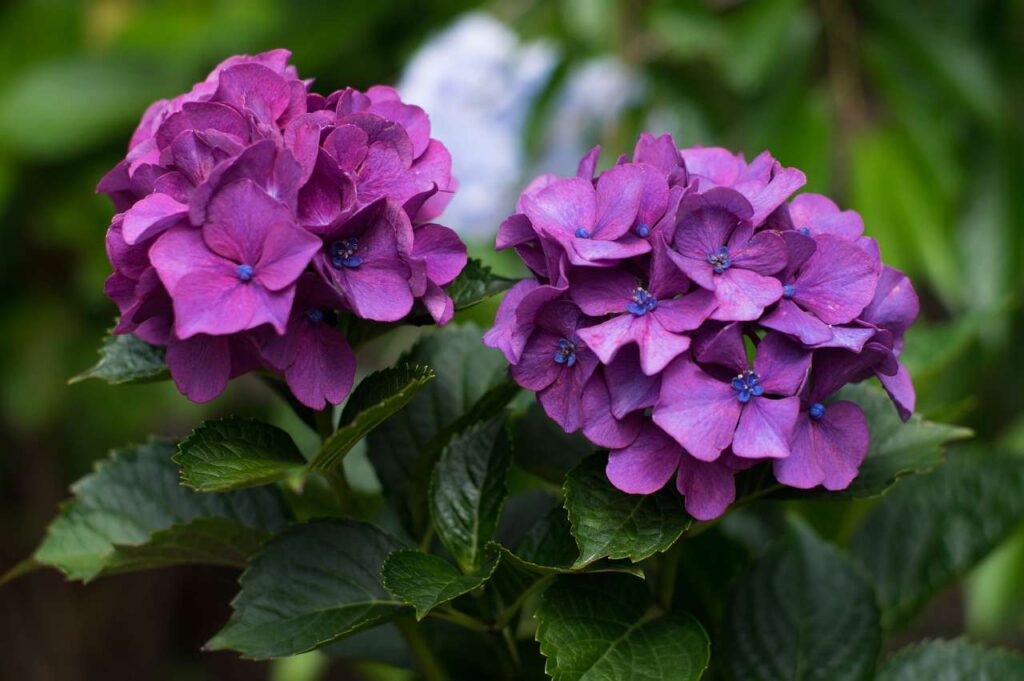 仁平寺の紫陽花(アジサイ)の写真画像