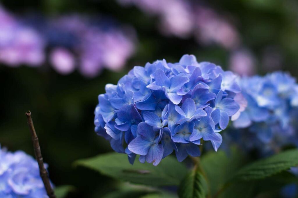 仁平寺の紫陽花(アジサイ)の写真画像