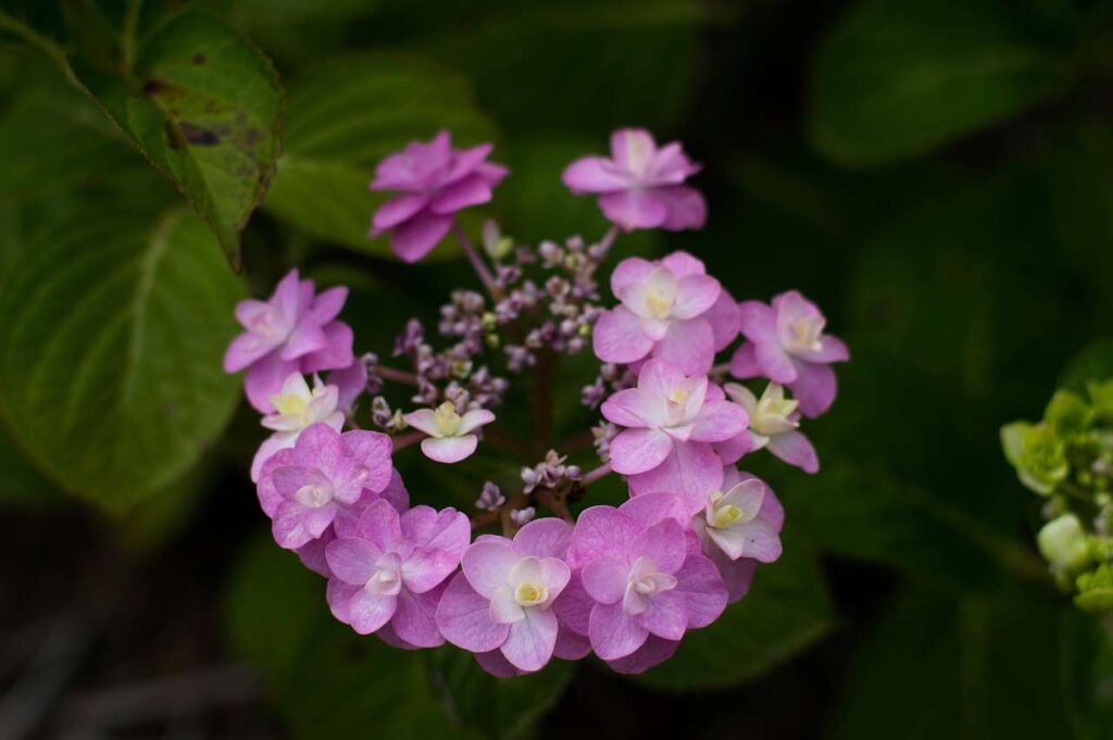 仁平寺の紫陽花(アジサイ)の写真画像