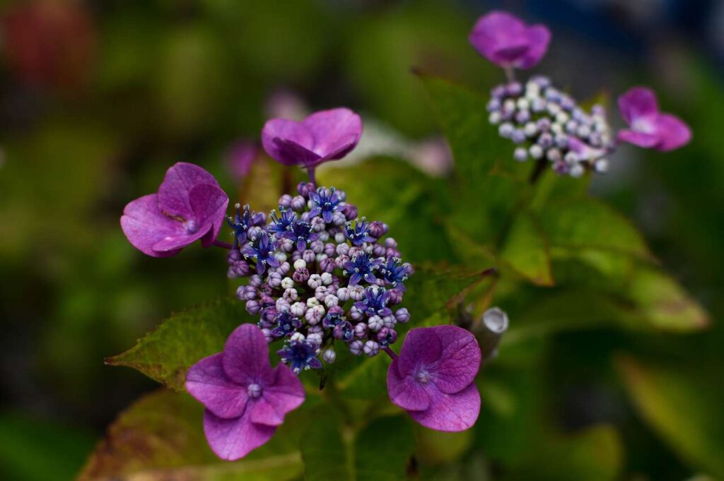 仁平寺の紫陽花(アジサイ)の写真画像