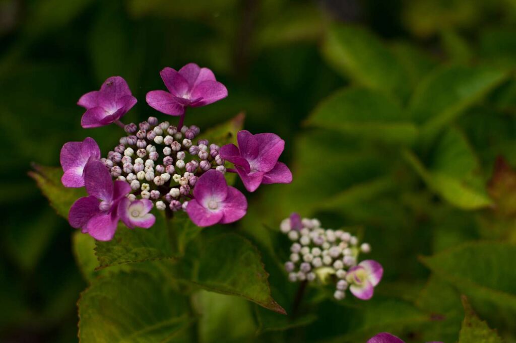 仁平寺の紫陽花(アジサイ)の写真画像