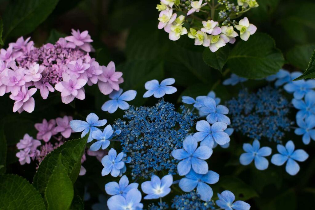 仁平寺の紫陽花(アジサイ)の写真画像