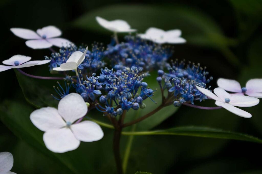 仁平寺の紫陽花(アジサイ)の写真画像