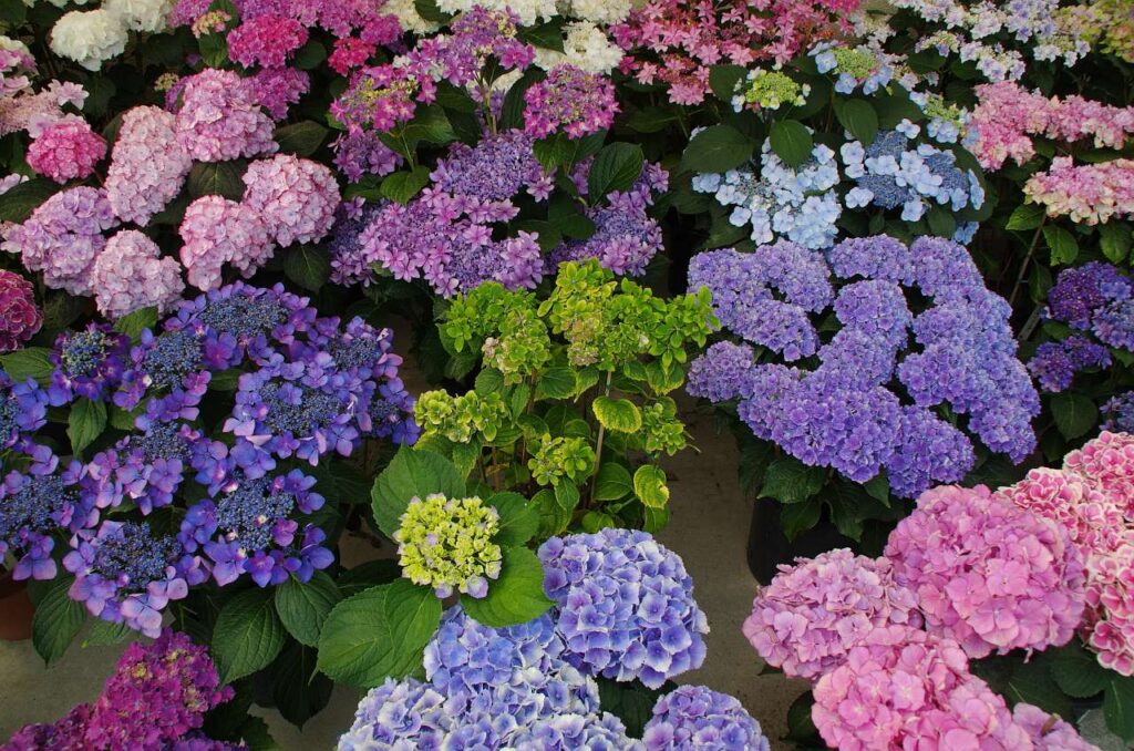 紫陽花の写真画像