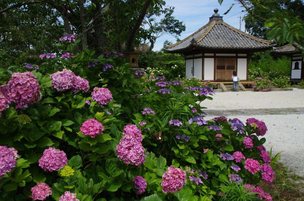 長保寺の紫陽花(アジサイ)の写真画像