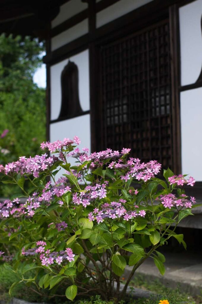 長保寺の紫陽花(アジサイ)の写真画像