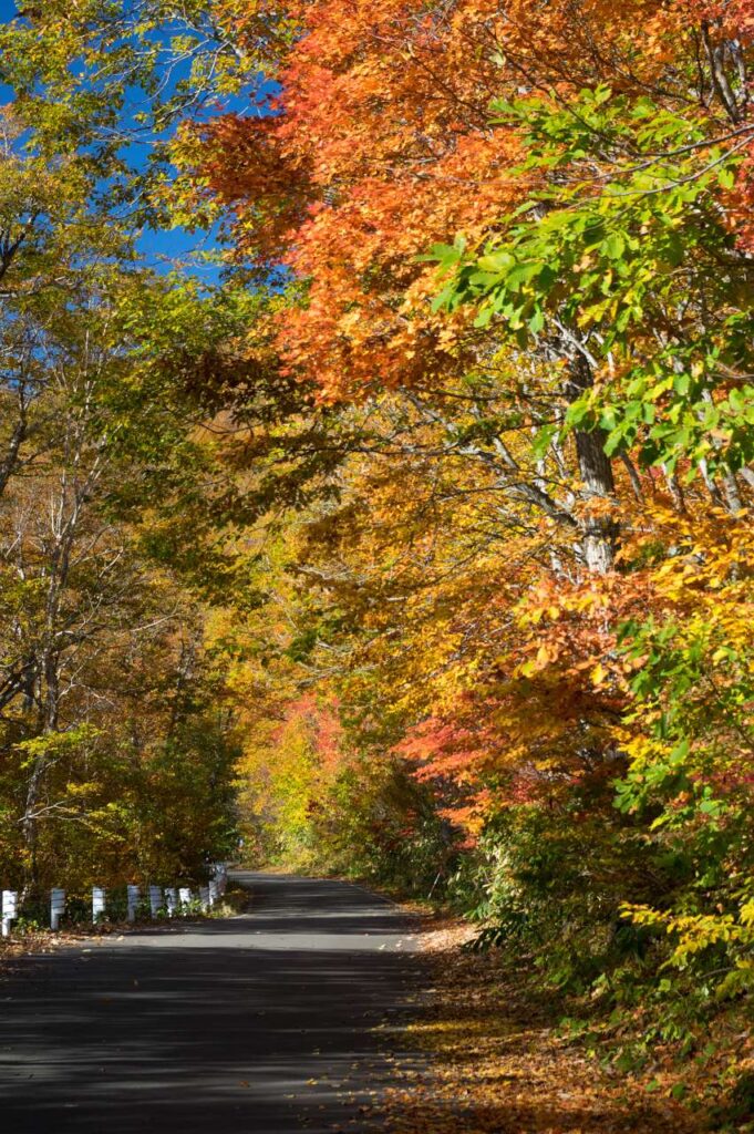 奥志賀～秋山郷の紅葉の写真画像