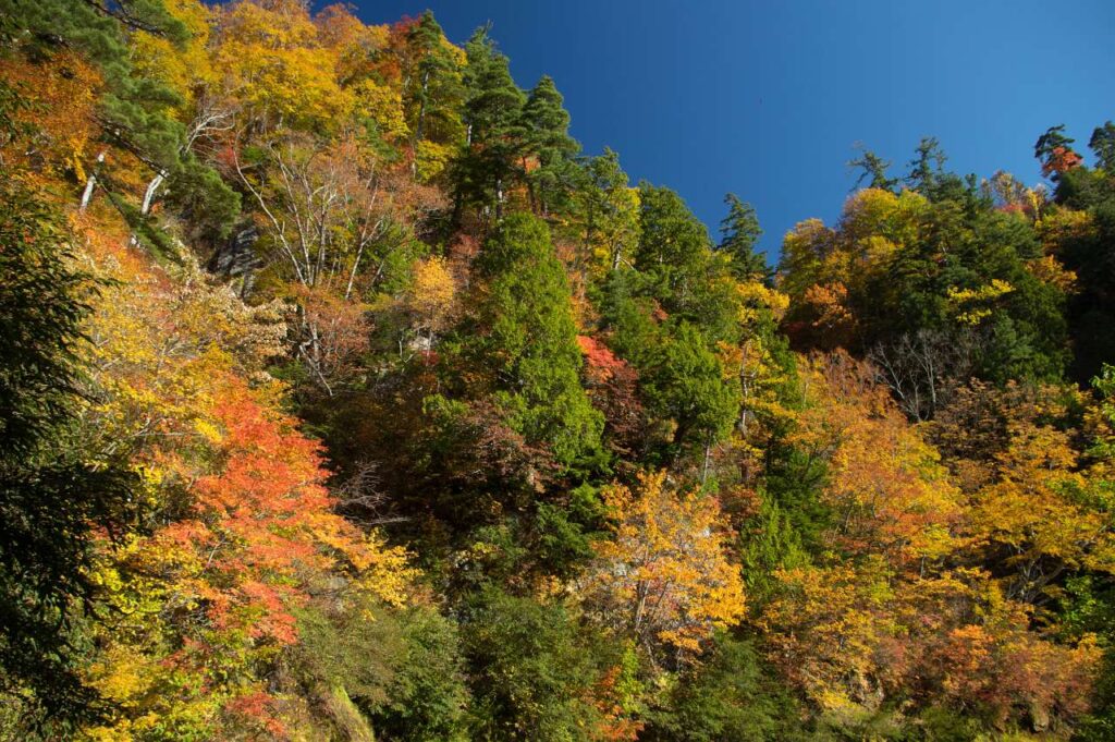 奥志賀～秋山郷の紅葉の写真画像