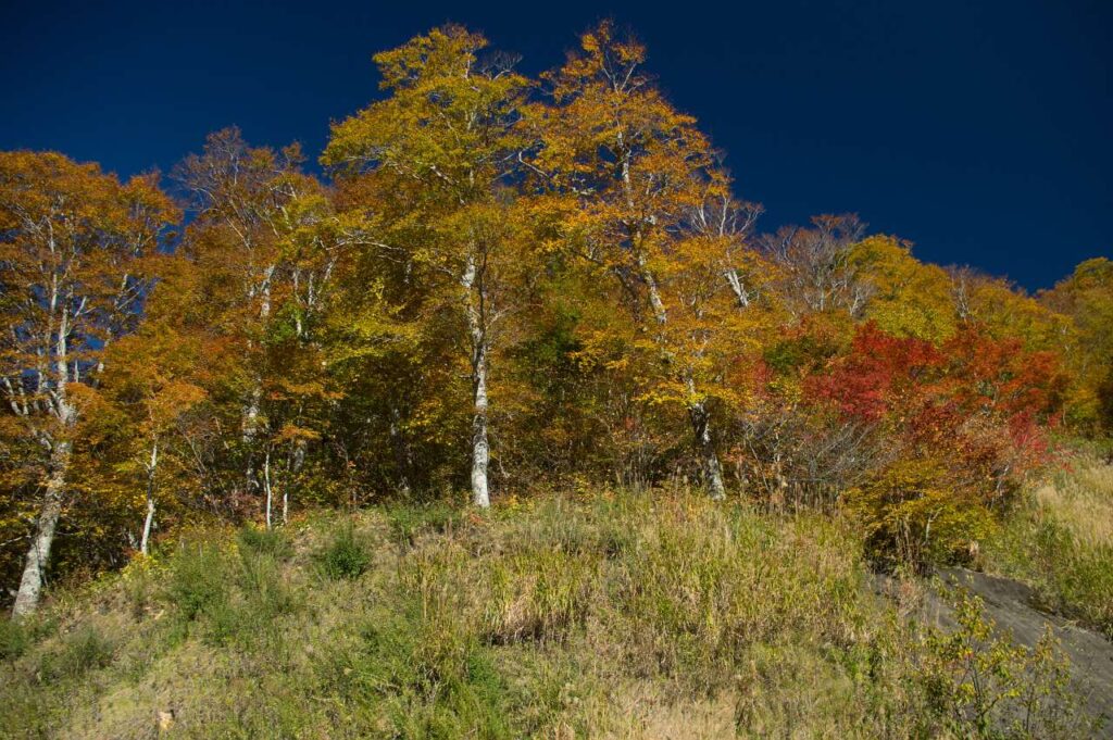 奥志賀～秋山郷の紅葉の写真画像