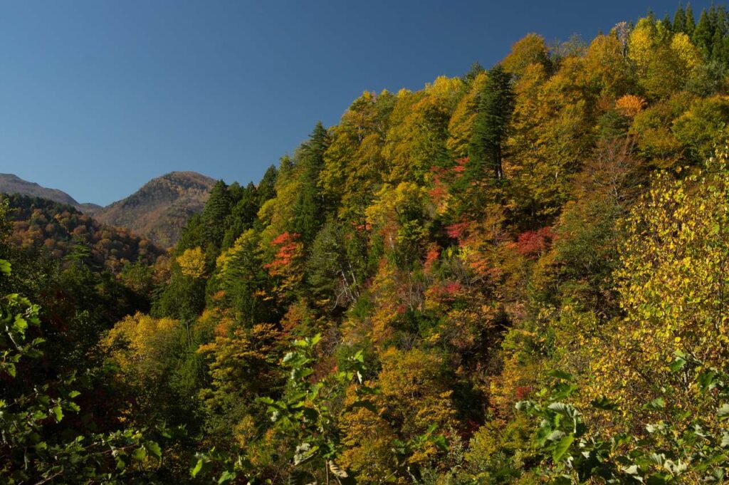 奥志賀～秋山郷の紅葉の写真画像