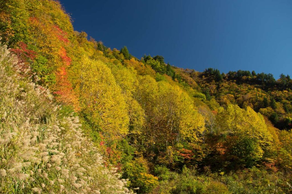 奥志賀～秋山郷の紅葉の写真画像