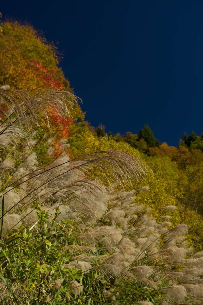 奥志賀～秋山郷の紅葉の写真画像