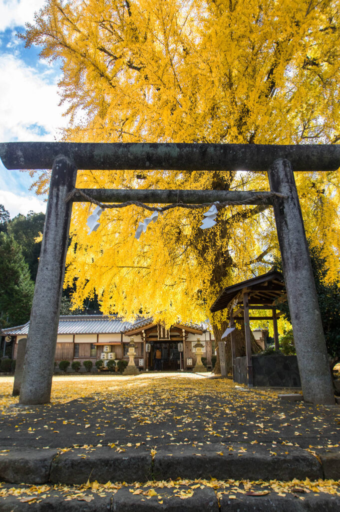 丹生酒殿神社の大イチョウの紅葉の写真画像