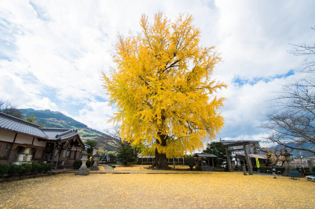 黄色く色づいた大イチョウの写真画像